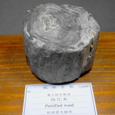 �]���؁EPetrified wood