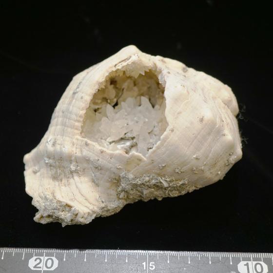 Komurominerals.com ＞ 日本産鉱物・JAPAN ＞ SOLD参考商品 ＞ 方解石・Calcite 「アカニシ化石中のもの」